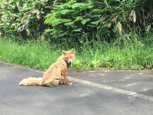 本日のキタキツネ