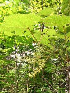 ヤマブドウ開花宣言